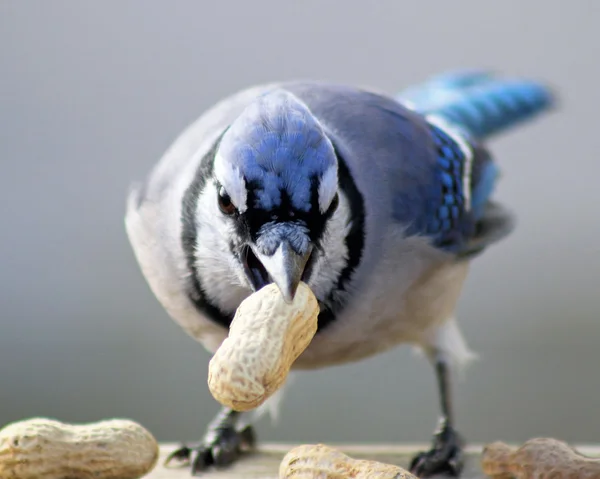 Gaio azul — Fotografia de Stock