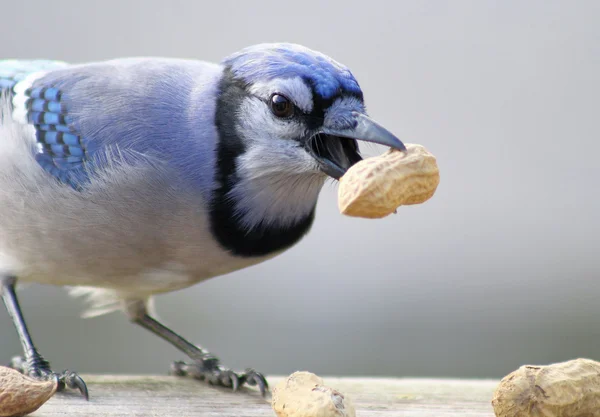 Gaio azul — Fotografia de Stock