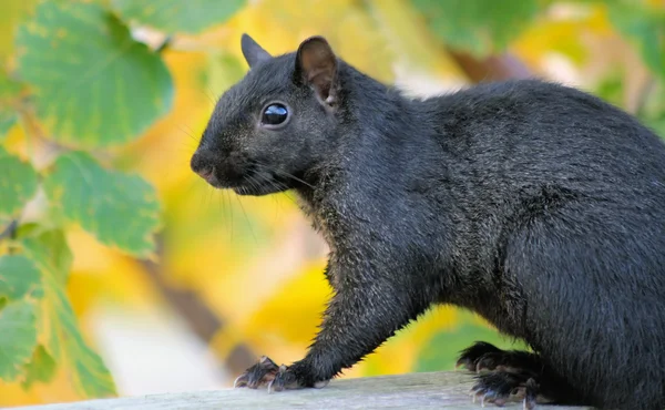 Squirrel — Stock Photo, Image