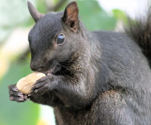 Squirrel With Peanut — Stock Photo, Image