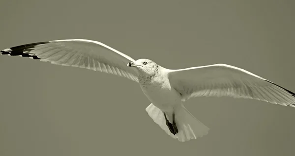在飞行中的海鸥 — 图库照片