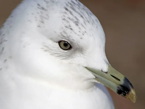 La mouette à bec annulaire — Photo