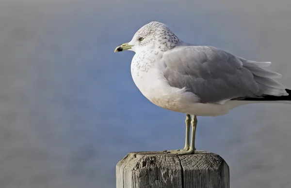 Seagull staande op post — Stockfoto