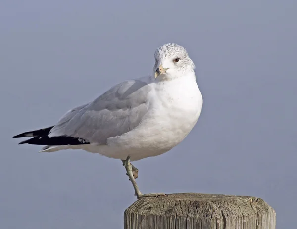 Balancing Seagull — Stock Photo, Image