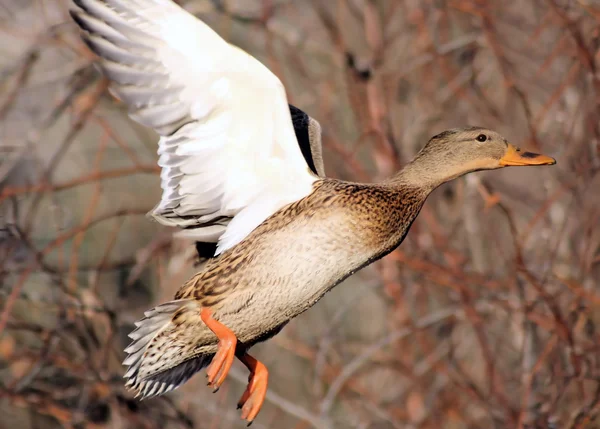 Mallard Duck Fleeing — Stock Photo, Image