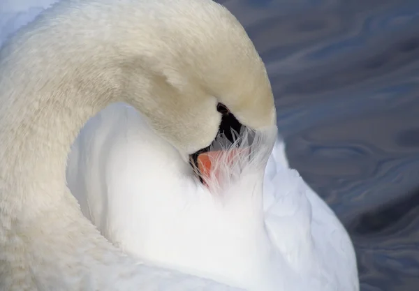 Nádherná labuť preening její peří — Stock fotografie