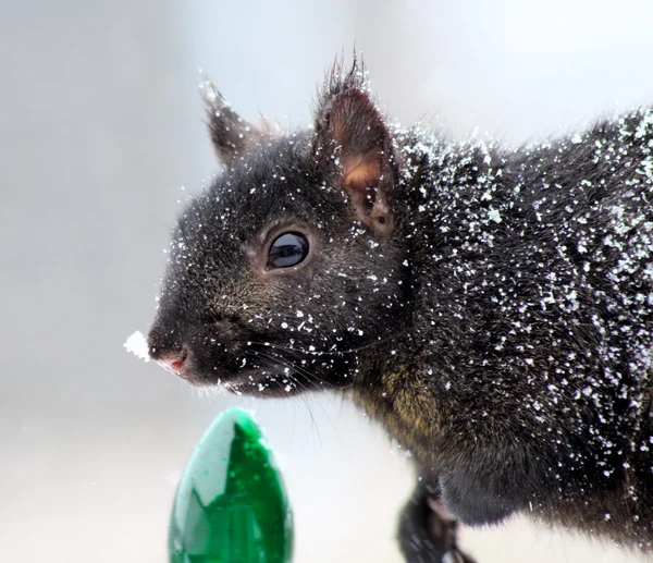 Squirrel With Snowflake on Nose And Fur — Stock Photo, Image