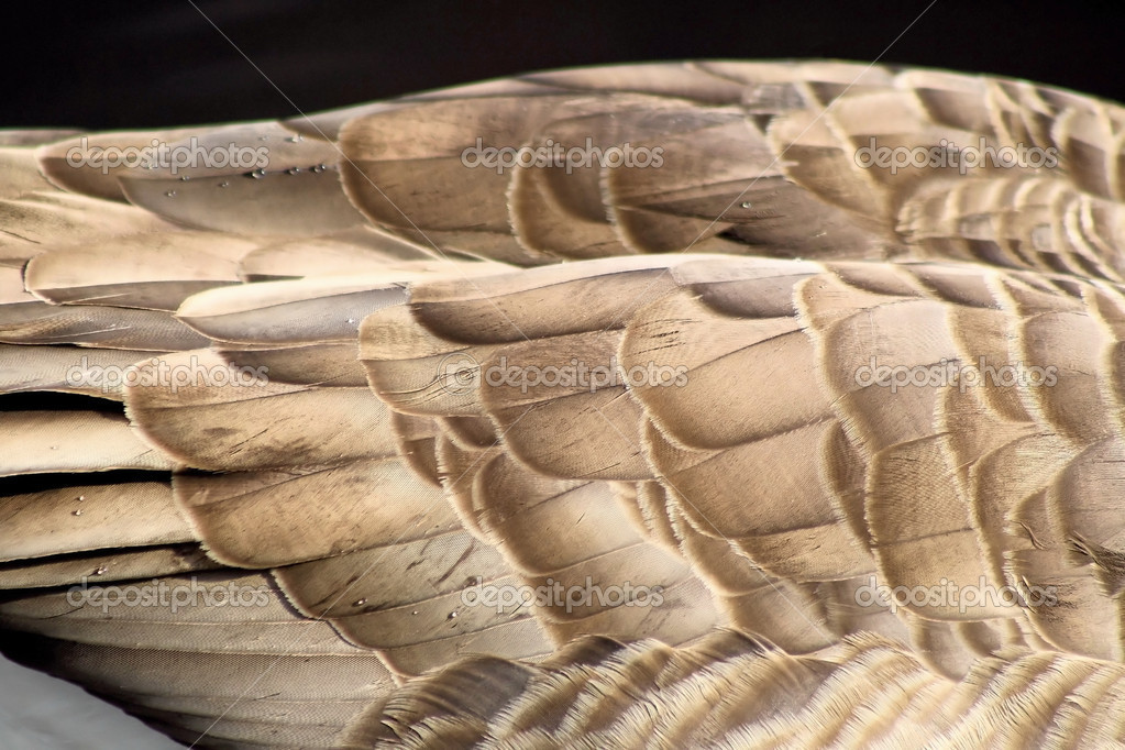 Goose Feathers — Stock Photo © renamarie 18319597