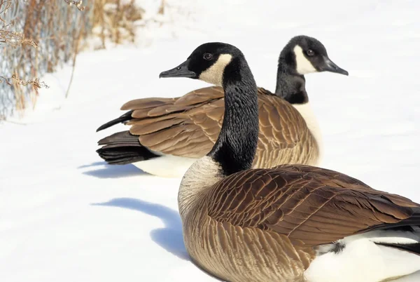 Canada Geese - Winter Season — Stock Photo, Image