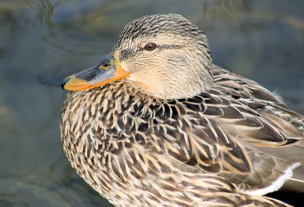 Pato-de-bico — Fotografia de Stock