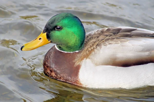 Pato de Mallard —  Fotos de Stock