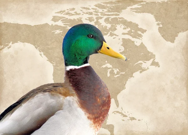 Mallard Duck male - map of North America background — Stock Photo, Image