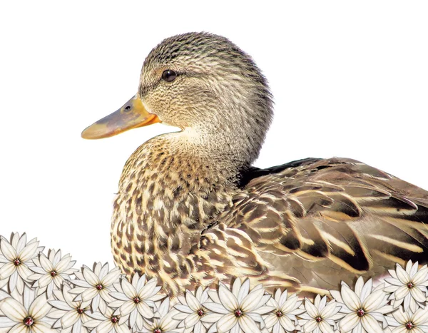 Trochę mallard — Zdjęcie stockowe