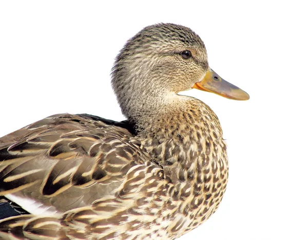 Mallard Duck Isolated On White — Stock Photo, Image