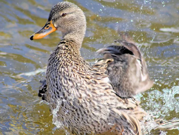 Splashing Duck — Stock Photo, Image