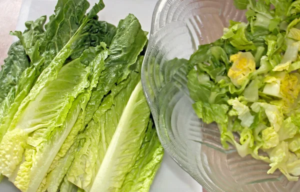 Lechuga Romaine — Foto de Stock