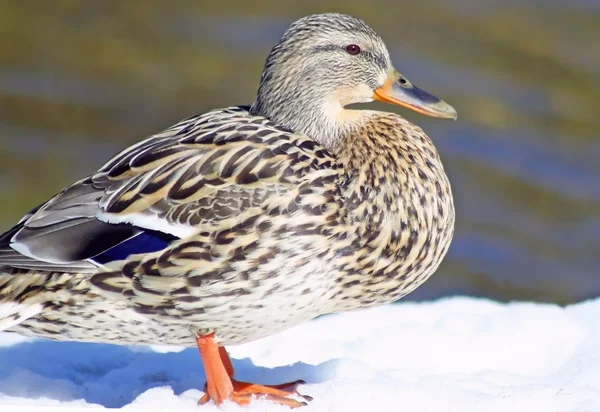Mallard Duck Stagione invernale — Foto Stock