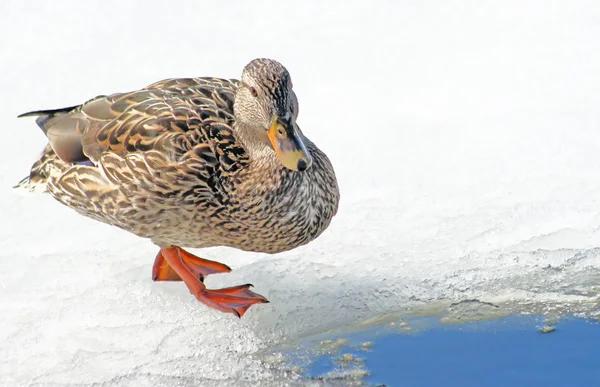 Pato Mallard na lagoa congelada — Fotografia de Stock