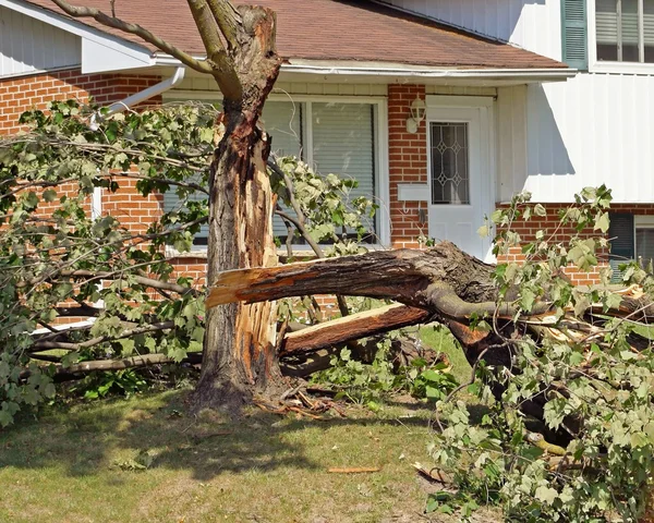 Albero caduto — Foto Stock