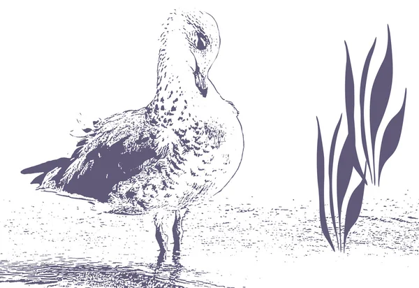 새 Preening 깃털 — 스톡 사진