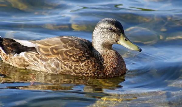 Pato-de-bico — Fotografia de Stock