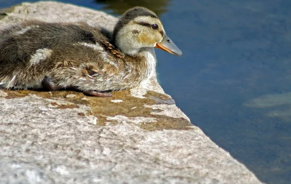 Petit canard — Photo