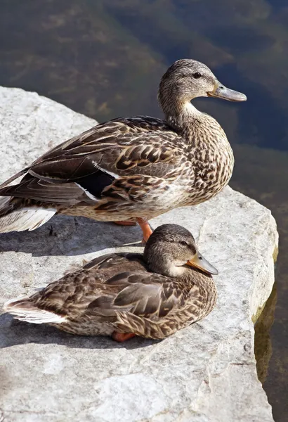 Canard colvert et son jeune — Photo