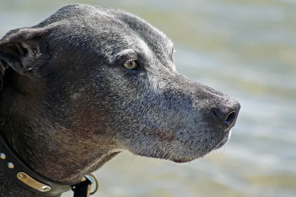 Äldre hund — Stockfoto