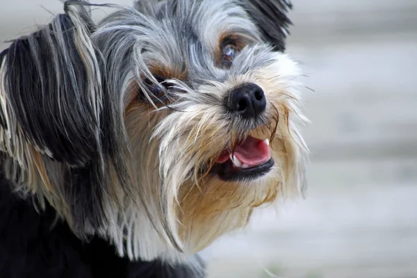 Yorkshire terrier — Fotografia de Stock