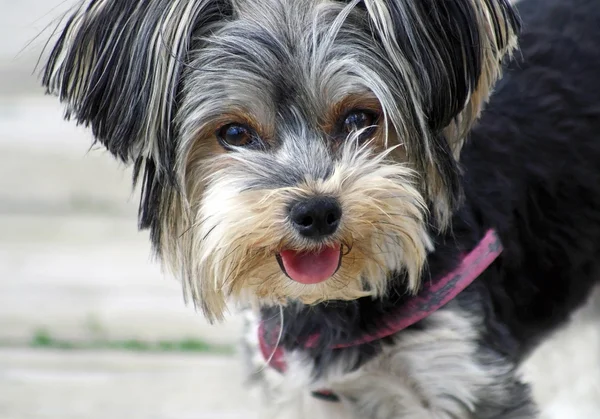 Yorkshire terrier — Stockfoto