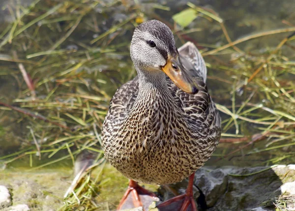 Πάπια Mallard — Φωτογραφία Αρχείου