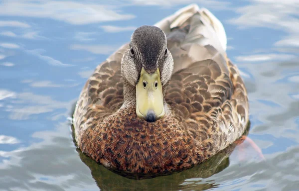 Pato de Mallard — Foto de Stock