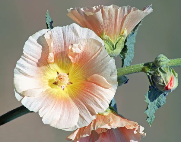 Flor de hollyhock — Fotografia de Stock