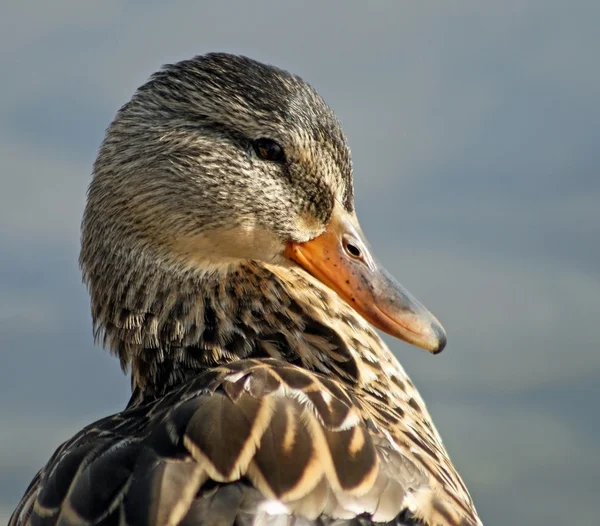 Mallard Duck — Stock Photo, Image