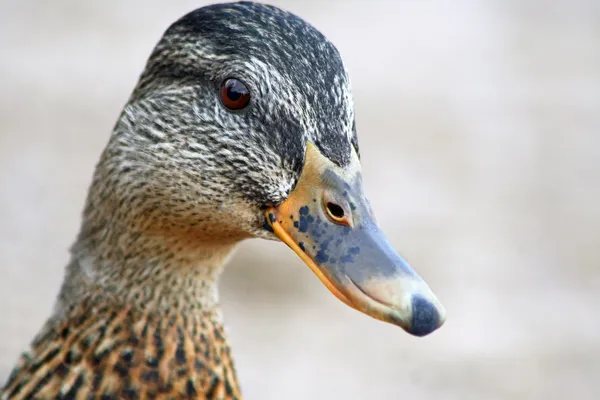 Pato-de-bico — Fotografia de Stock