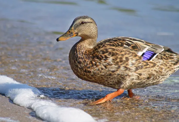 Pato de Mallard — Foto de Stock