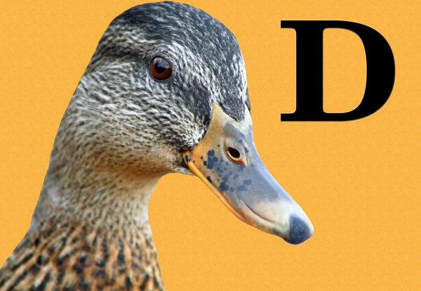 D is for DUCK — Stock Photo, Image