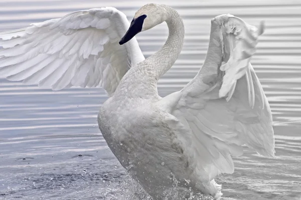 Cisne trompetista — Fotografia de Stock