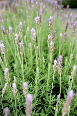 güzel lavanta çiçekleri