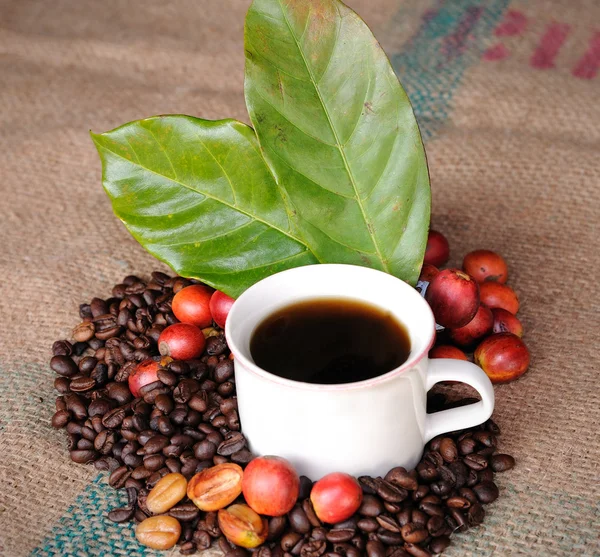 Grains de café frais crus, tasse de café avec feuille — Photo