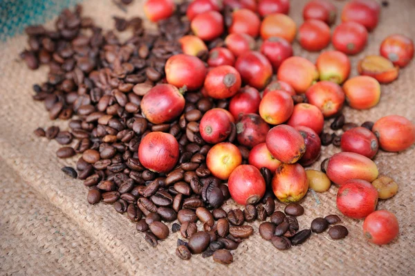 Kaffeebohnen — Stockfoto