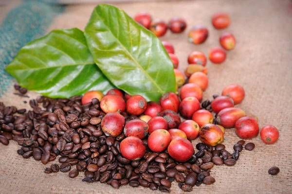 Chicchi di caffè fresco crudo con foglia — Foto Stock