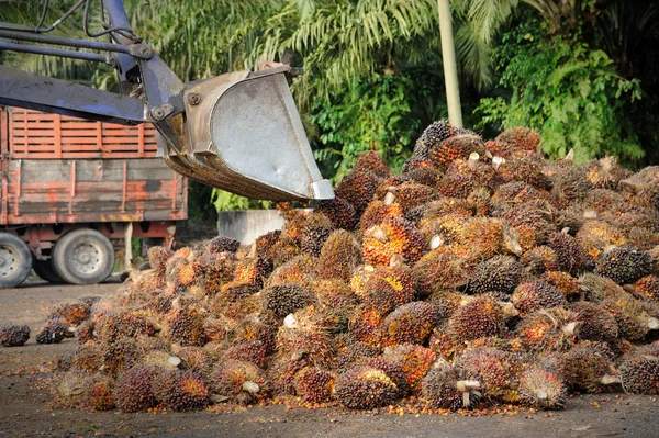 Hochladen von Palmölfrüchten — Stockfoto