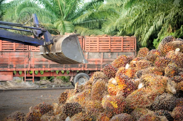 Palm oliehoudende vruchten — Stockfoto