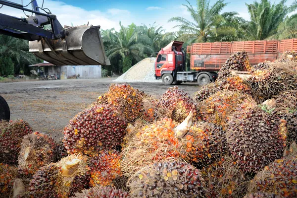 Uploaden palm oliehoudende vruchten — Stockfoto