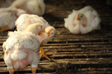 Tavuk (25 gün eski)