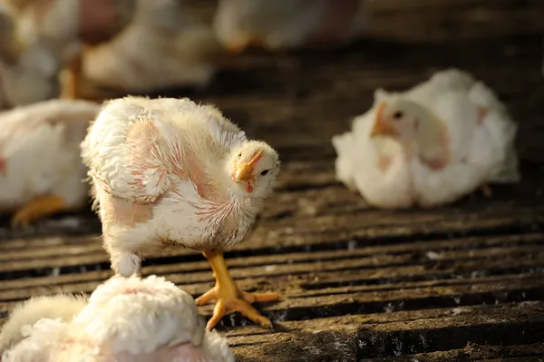 Pollo (25 días) ) — Foto de Stock