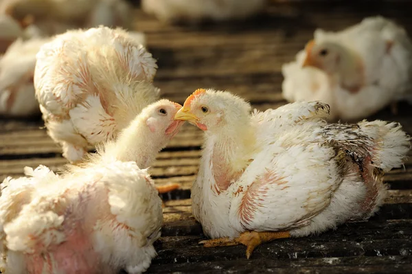 Kissing Chickens — Stock Photo, Image