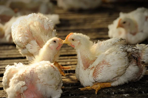 Besar gallinas —  Fotos de Stock