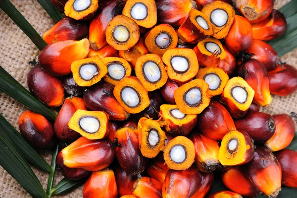 Semena palmového oleje — Stock fotografie
